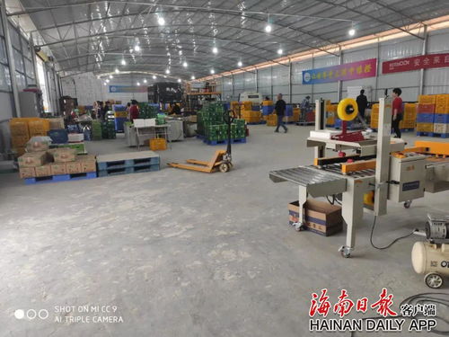 瓊中 綠橙加工廠進村，群眾持家增收兩不誤